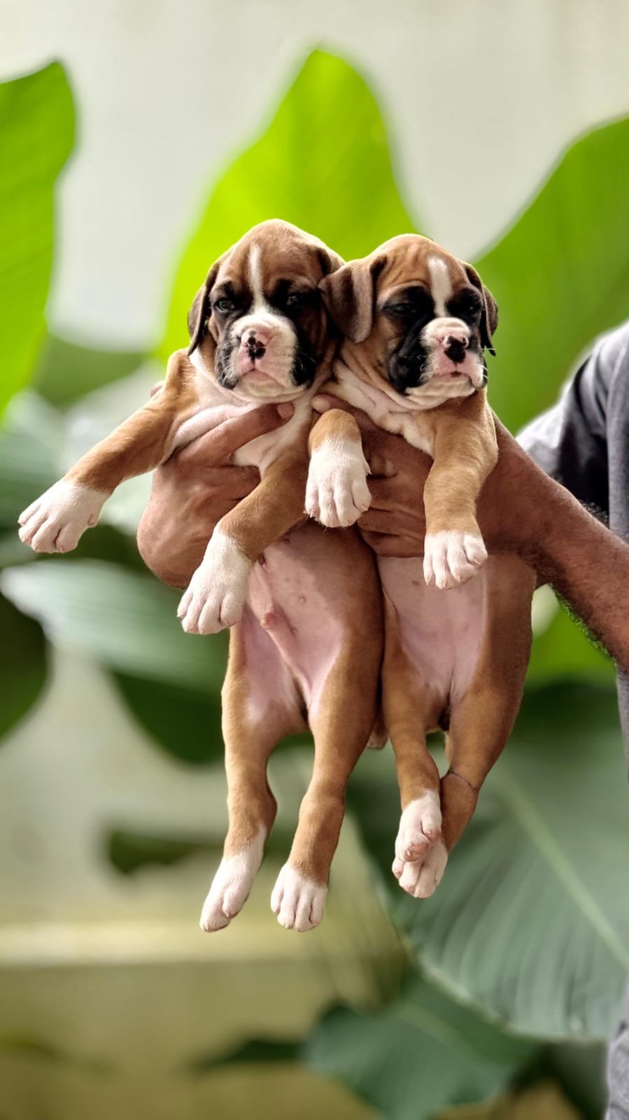 Boxer puppy for adoption In Pune